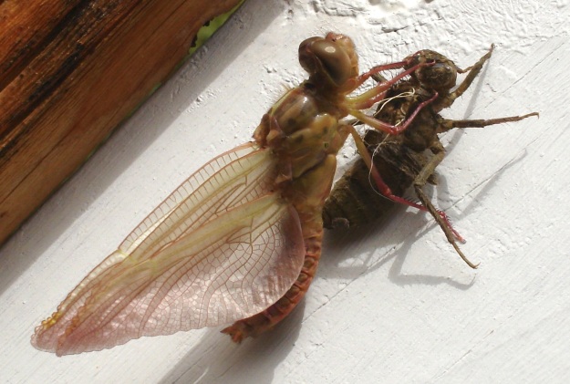 Faery-like dragonfly emerged, copyright Jean Eisenhower 2014